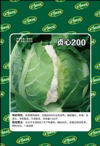 供应贞心200-花椰菜种子 