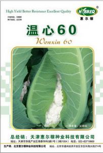 供应温心60-花椰菜种子