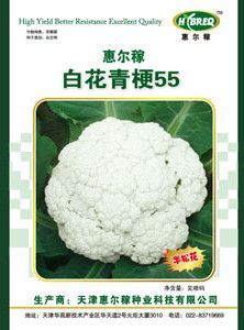 供应白花青梗55-花椰菜种子