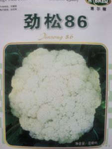 供应劲松86松花菜