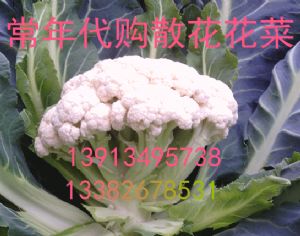 供应青梗白面散花有机花菜