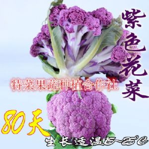 紫花菜种子供应